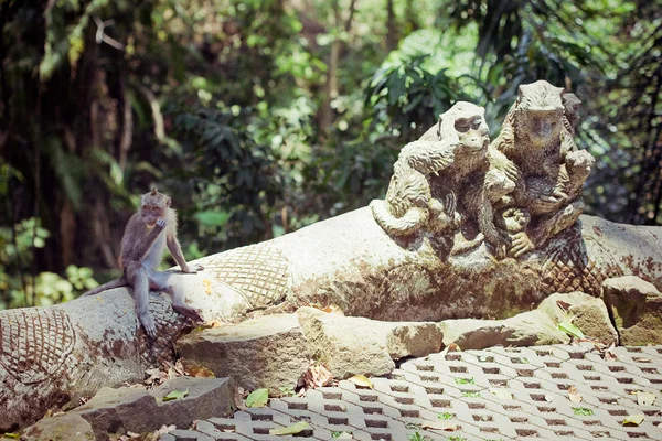 Monkey forest in Bali (Sangeh) — Stock Photo, Image