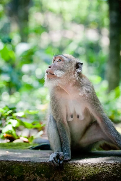 Bosque de monos en Bali (Sangeh ) — Foto de Stock