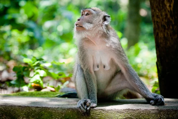 Macaco na floresta de macacos Sangeh, Bali, Indonésia — Fotografia de Stock