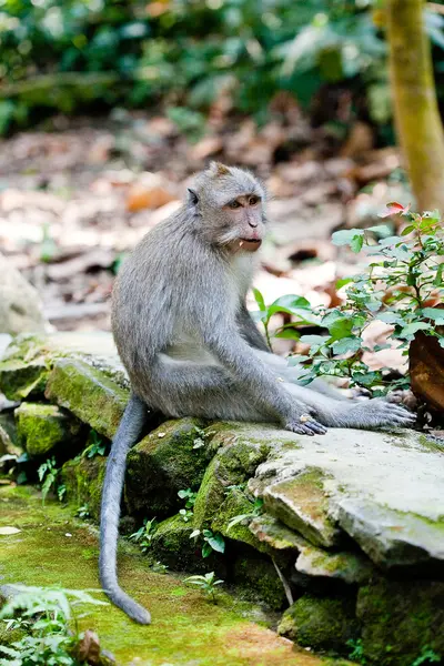 Mono en el bosque de monos Sangeh, Bali, Indonesia — Foto de Stock