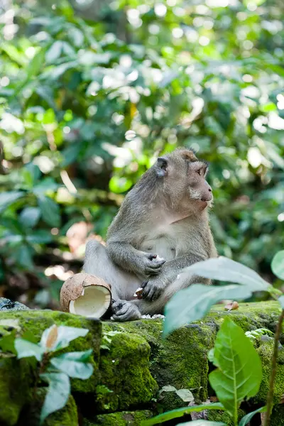 Mono en el bosque de monos Sangeh, Bali, Indonesia — Foto de Stock