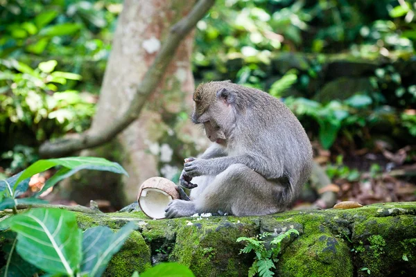 Affe at sangeh affenwald, bali, indonesien — Stockfoto
