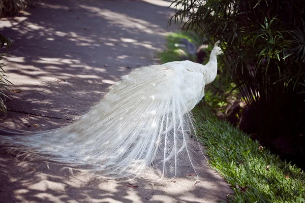 Blanco albino pavo real con hermosa cola — Foto de Stock