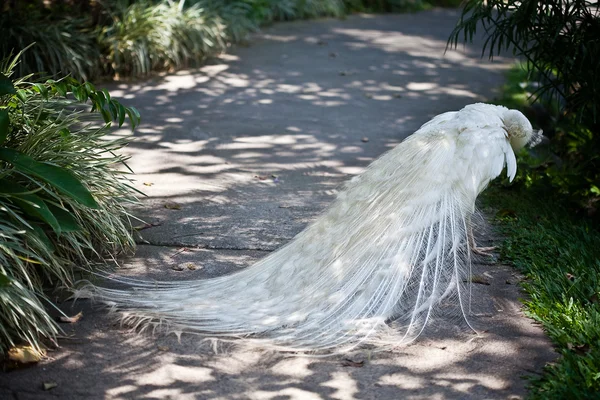 Weißer Albino-Pfau mit schönem Schwanz — Stockfoto