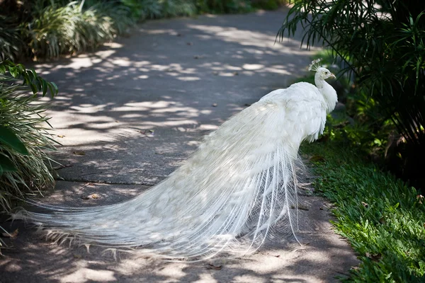 Witte albino peacock met prachtige staart — Stockfoto
