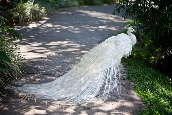 Pavão albino branco com bela cauda — Fotografia de Stock