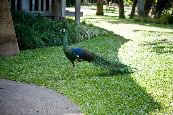 Pavo real sobre hierba — Foto de Stock