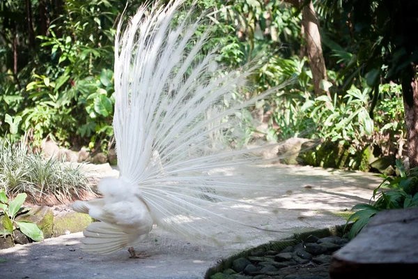 Weißer Albino-Pfau mit schönem Schwanz — Stockfoto