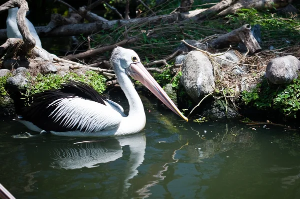 Pájaros nadando en el agua — Foto de Stock