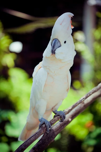 Λευκό πουλί Παπαγάλος είδος ψιττακού κάθεται στο υποκατάστημα — Φωτογραφία Αρχείου