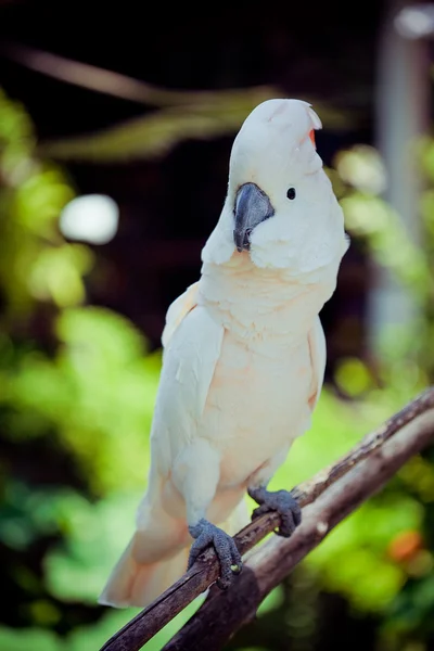 Cacatoès perroquet blanc assis sur la branche — Photo