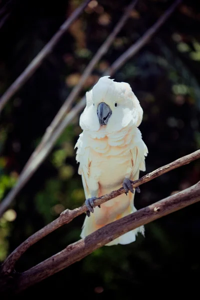 Pássaro branco papagaio cacatua sentado no ramo — Fotografia de Stock