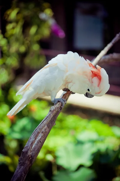 White bird parrot cockatoo sitting on branch — Stock Photo, Image