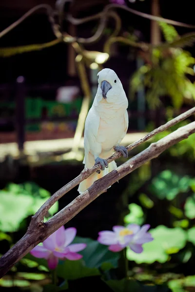 Witte vogel Papegaai Kaketoe zittend op tak — Stockfoto