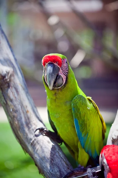 Loro guacamayo sentado en la rama —  Fotos de Stock