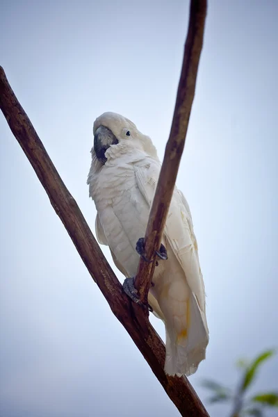Dal üzerinde oturan papağan — Stok fotoğraf