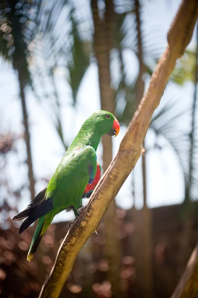 Papagaio-da-arara sentado no ramo — Fotografia de Stock