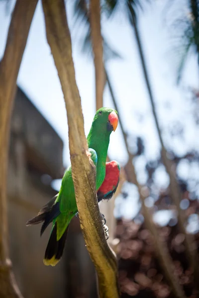 Parrot sitting on branch — Stock Photo, Image