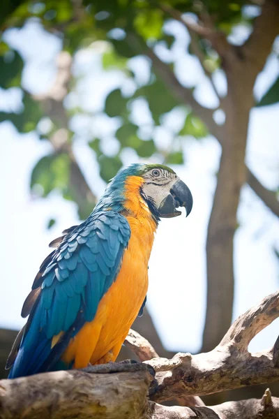 Macaw parrot sitting on branch — Stock Photo, Image