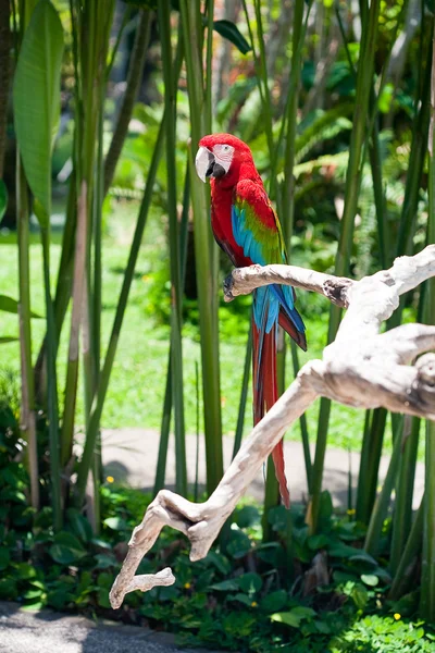 Papagaio-da-arara sentado no ramo — Fotografia de Stock