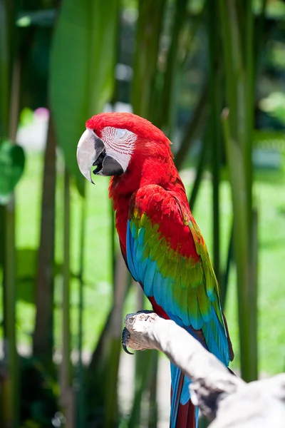 Ara papegaai zittend op tak — Stockfoto