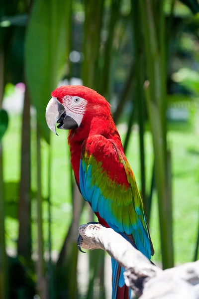 Loro guacamayo sentado en la rama — Foto de Stock