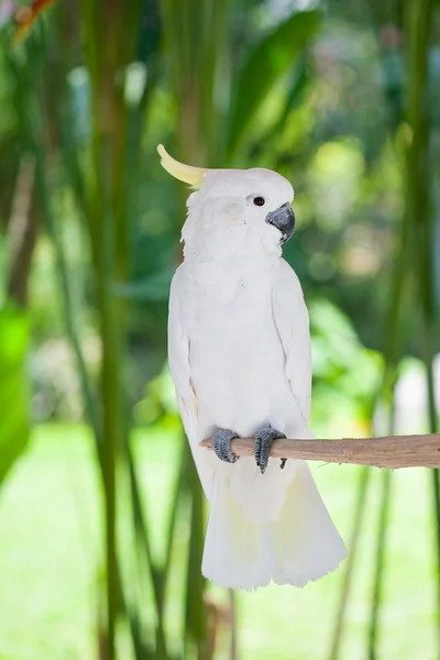 White bird parrot cockatoo sitting on branch — Stock Photo, Image