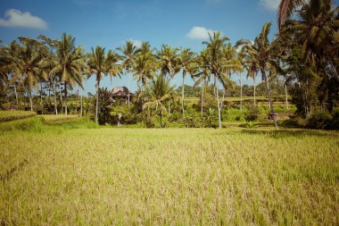 alanlar, bali, Endonezya pirinç