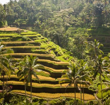 alanlar, bali, Endonezya pirinç