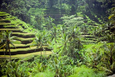 alanlar, bali, Endonezya pirinç