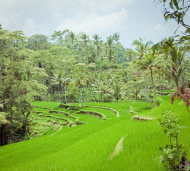alanlar, bali, Endonezya pirinç