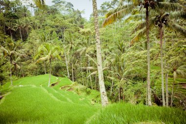 alanlar, bali, Endonezya pirinç