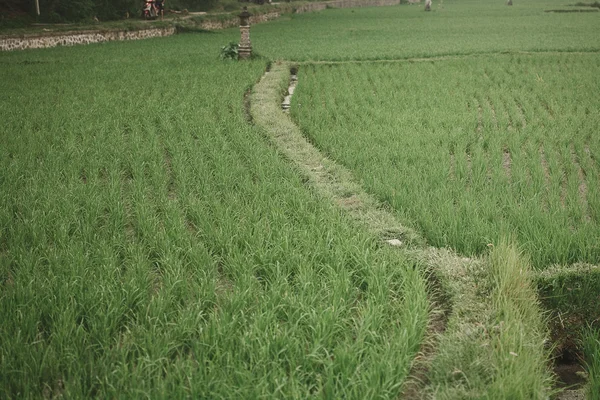 Ris fält, bali, Indonesien — Stockfoto