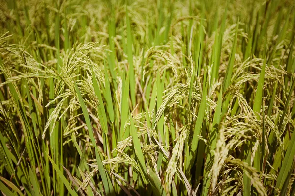 Reisfelder, Bali, Indonesien — Stockfoto