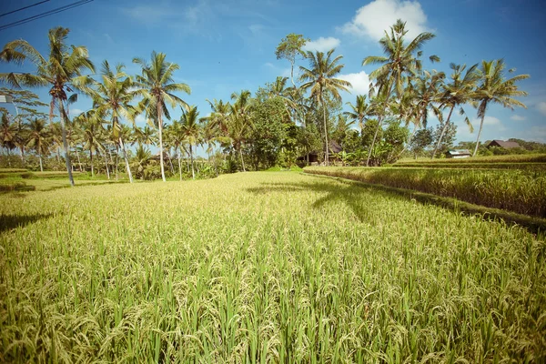 Campos de arroz, Bali, Indonésia — Fotografia de Stock