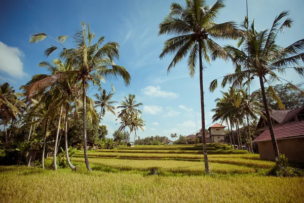 Campos de arroz, Bali, Indonésia — Fotografia de Stock