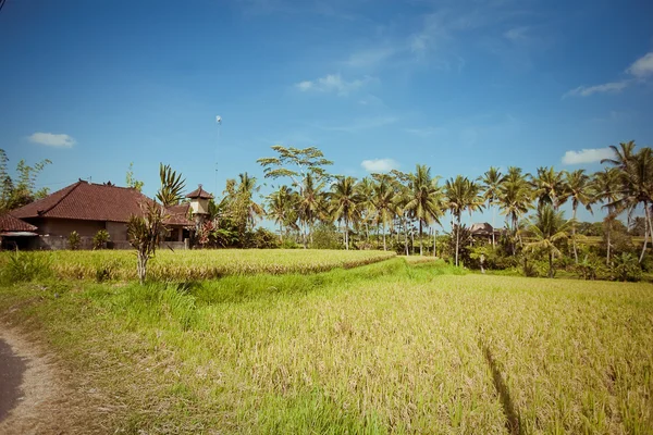 Rice Fields, Bali, Indonesia — Stock Photo, Image