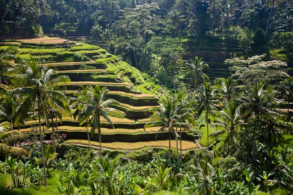 Campos de arroz, Bali, Indonésia — Fotografia de Stock