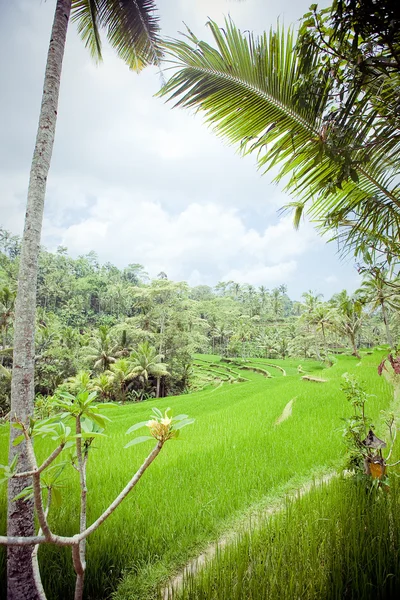 Ryżu pola, bali, Indonezja — Zdjęcie stockowe