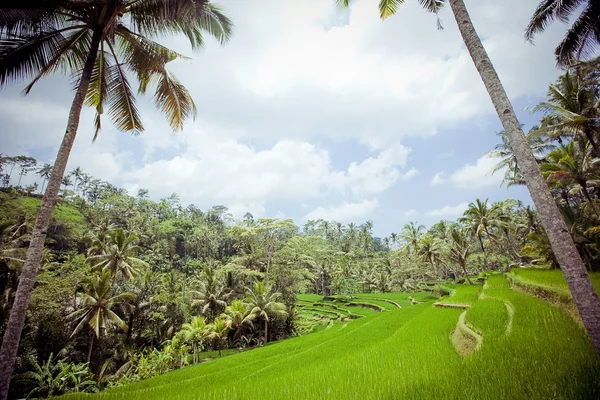 Campos de arroz, Bali, Indonésia — Fotografia de Stock