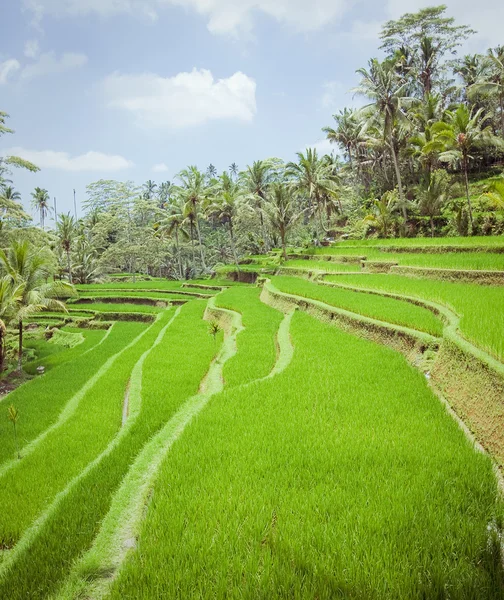 Campos de arroz, Bali, Indonésia — Fotografia de Stock