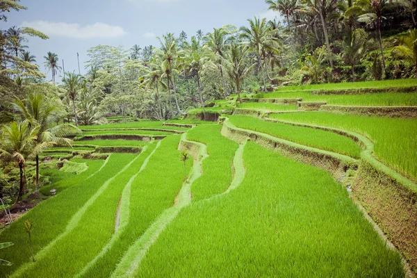 Ris fält, bali, Indonesien — Stockfoto