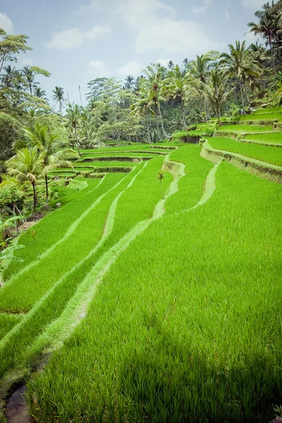 Campos de arroz, Bali, Indonésia — Fotografia de Stock