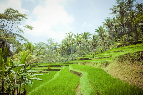 Campos de arroz, Bali, Indonésia — Fotografia de Stock