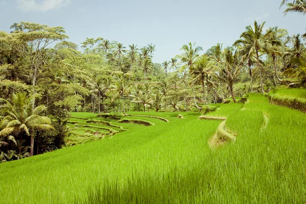 Campos de arroz, Bali, Indonésia — Fotografia de Stock