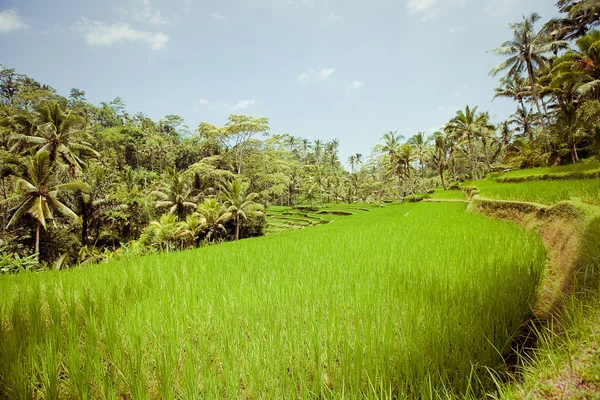 Campos de arroz, Bali, Indonésia — Fotografia de Stock