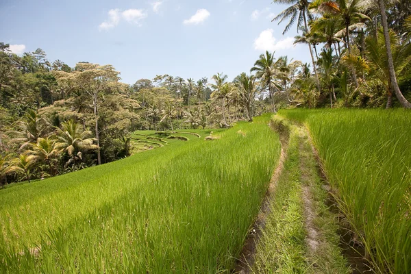 Campos de arroz, Bali, Indonésia — Fotografia de Stock