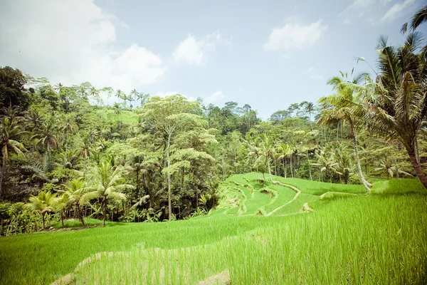 Ris fält, bali, Indonesien — Stockfoto