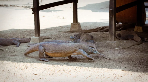 Komodovaraan — Stockfoto