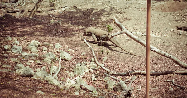 Dragón de Komodo — Foto de Stock